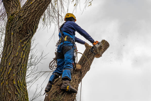 Best Hazardous Tree Removal  in Winthrop, IA